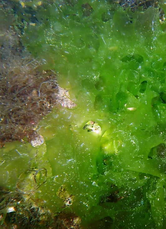 Ulvaline® et confort articulaire : mécanismes biologiques et synthèse du collagène