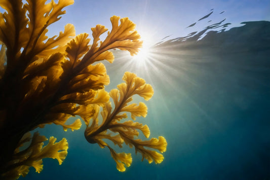 Comment renforcer son immunité naturellement